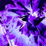 Lucid Dream