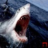 Shark Atack
