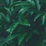 Ganja