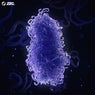 Genome