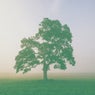 Tree Of Life