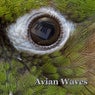 Avian Waves