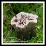 Hydnellum EP