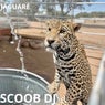 JAGUARE