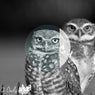 All Owls Three