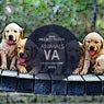 Animals VA
