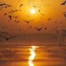 Take Flight