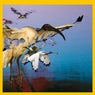 Bird of Wonder