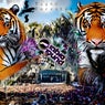 Tiger Territory