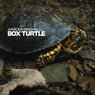 Box Turtle