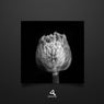 Golim EP
