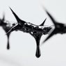 Crown of Thorns