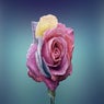 Autumn Rose Love