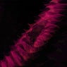 Remembrance (The Remixes)