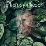 Photosynthese