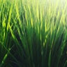 pastoral green