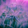 Taraxacum