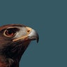 THE HAWK (440 Hz)