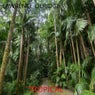 TROPICAL