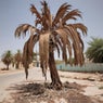 Born in Somalia