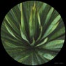 Glauca