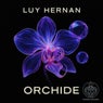 Orchide