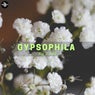 Gypsophila