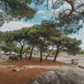 High Mountain Pines
