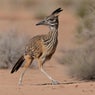 Roadrunner (feat. Brandon Evans)