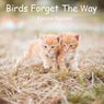 Birds Forget The Way