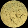 Root Regenerator 005 EP