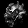 Reverie