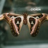 Cicada