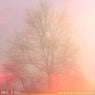 Morning Landscape