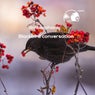 Blackbird conversation