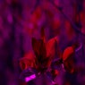Nocturnal