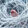 No chance to curl up