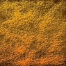 Orange Presso