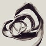 Infinita Series