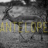 Antelope (Remixes)