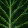 Song of Tree
