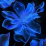 Efflorescence (2014)