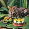 Jaguar's Birthday