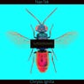 Chrysis Ignita