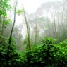 Jungle of the Future