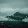 Mountain Forest