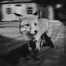 WHERE UR GOING