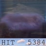 Hit