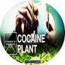 Cocaine Plant