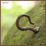 Monolithus / Chromium